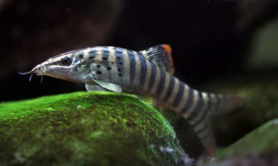 /images/product_images/info_images/fish/bocija-berdmorej---botia-berdmorei_4.jpg