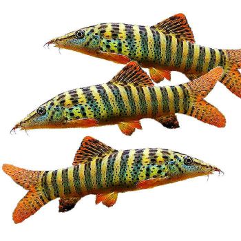 /images/product_images/info_images/fish/bocija-berdmorej---botia-berdmorei_5.jpg
