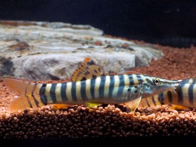 /images/product_images/info_images/fish/bocija-berdmorej---botia-berdmorei_6.jpg