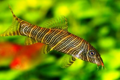 /images/product_images/info_images/fish/bocija-zebra---botia-striata_2.jpg