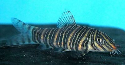 /images/product_images/info_images/fish/bocija-zebra---botia-striata_4.jpg