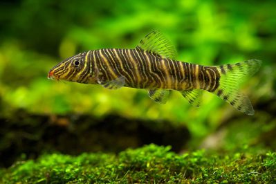 /images/product_images/info_images/fish/bocija-zebra---botia-striata_5.jpg