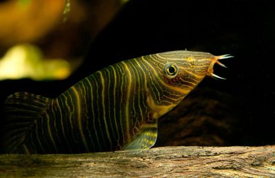 /images/product_images/info_images/fish/bocija-zebra---botia-striata_6.jpg