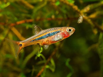 /images/product_images/info_images/fish/boraras-urophthalmoides-rasbora-svetliachok_1.jpg