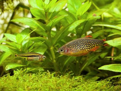 /images/product_images/info_images/fish/boraras-urophthalmoides-rasbora-svetliachok_2.jpg