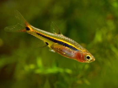 /images/product_images/info_images/fish/boraras-urophthalmoides-rasbora-svetliachok_3.jpg