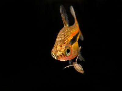 /images/product_images/info_images/fish/boraras-urophthalmoides-rasbora-svetliachok_5.jpg