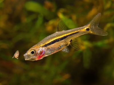 /images/product_images/info_images/fish/boraras-urophthalmoides-rasbora-svetliachok_6.jpg