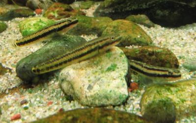 /images/product_images/info_images/fish/bychek-chernolinejnyj-stiphodon-ornatus_2.jpg