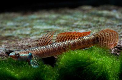 Бычок Елеганс - Stiphodon elegans