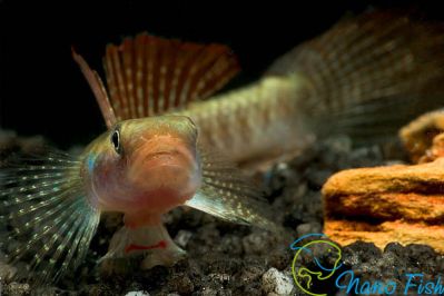 /images/product_images/info_images/fish/bychek-ornatus--stiphodon-ornatus_6.jpg