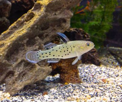 Бычок Рыцарь - Stigmatogobius sadanundio