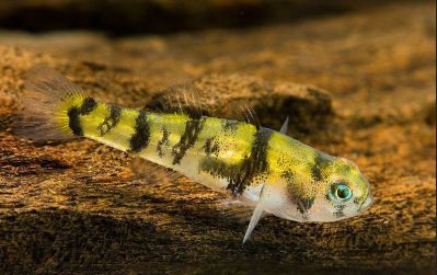 /images/product_images/info_images/fish/bychok-kroshka---brachygobius-mekongensis_2.JPG