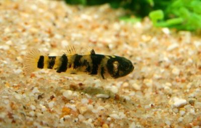 /images/product_images/info_images/fish/bychok-kroshka---brachygobius-mekongensis_4.jpg