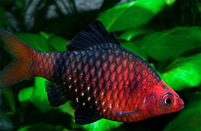 /images/product_images/info_images/fish/chernyj-barbus---puntius-nigrofasciatus_2.jpg