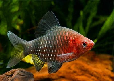 /images/product_images/info_images/fish/chernyj-barbus---puntius-nigrofasciatus_5.jpg