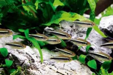 /images/product_images/info_images/fish/chernyj-neon---hyphessobrycon-herbertaxelrodi_3.jpg