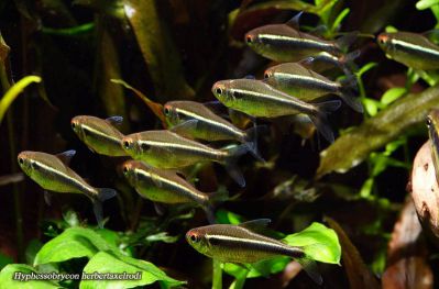 /images/product_images/info_images/fish/chernyj-neon---hyphessobrycon-herbertaxelrodi_4.jpg