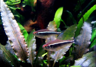 /images/product_images/info_images/fish/chernyj-neon---hyphessobrycon-herbertaxelrodi_5.jpg