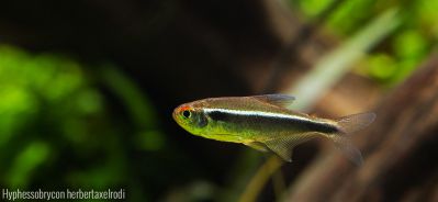 /images/product_images/info_images/fish/chernyj-neon---hyphessobrycon-herbertaxelrodi_6.jpg