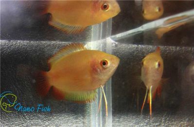 /images/product_images/info_images/fish/colisa-chuna-gold-nano-lalius_4.jpg