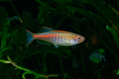 /images/product_images/info_images/fish/danio-choprae_1.jpg