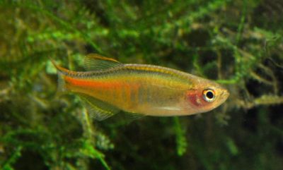 /images/product_images/info_images/fish/danio-choprae_5.jpg