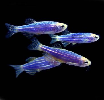 Danio Glofish Cosmic Blue - Данио Глофиш Синий