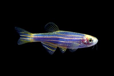 /images/product_images/info_images/fish/danio-glofish-cosmic-blue---danio-glophish-sinij_1.jpeg