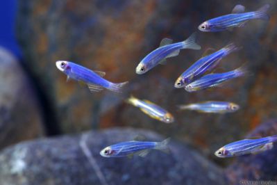 /images/product_images/info_images/fish/danio-glofish-cosmic-blue---danio-glophish-sinij_4.jpg