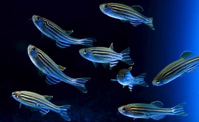 /images/product_images/info_images/fish/danio-glofish-cosmic-blue---danio-glophish-sinij_5.jpg