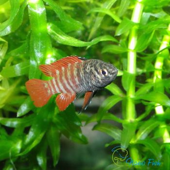 /images/product_images/info_images/fish/dario-chjornyj-tigr---black-tiger-dario_3.jpg