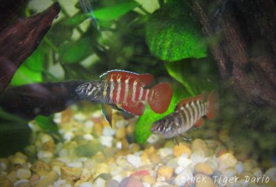 /images/product_images/info_images/fish/dario-chjornyj-tigr---black-tiger-dario_4.jpg