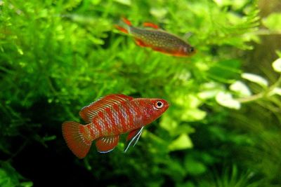 /images/product_images/info_images/fish/dario-dario---dario-dario---scarlet-badis_1.jpg