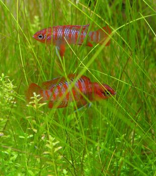 /images/product_images/info_images/fish/dario-dario---dario-dario---scarlet-badis_2.jpg