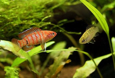 /images/product_images/info_images/fish/dario-dario---dario-dario---scarlet-badis_3.jpg