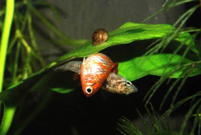 /images/product_images/info_images/fish/dario-dario---dario-dario---scarlet-badis_4.jpg