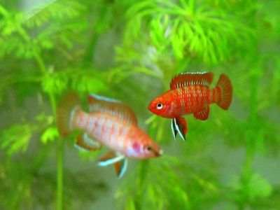 /images/product_images/info_images/fish/dario-dario---dario-dario---scarlet-badis_5.jpg