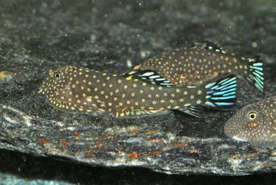 /images/product_images/info_images/fish/gastromizon-ktenocephalus--gastromyzon-ctenocephalus---rybka---gitara_6.jpg