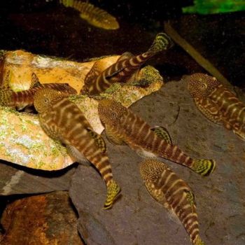 /images/product_images/info_images/fish/gastromizon-viriozus---gastromyzon-viriosus-_1.jpg