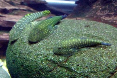 /images/product_images/info_images/fish/gastromizon-viriozus---gastromyzon-viriosus-_2.jpg
