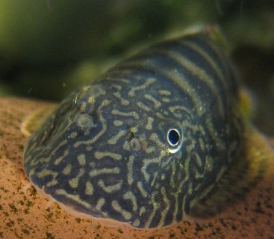 /images/product_images/info_images/fish/gastromizon-viriozus---gastromyzon-viriosus-_3.jpg