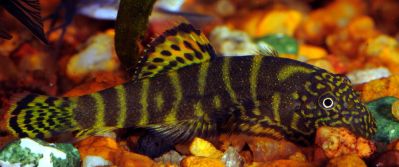 /images/product_images/info_images/fish/gastromizon-viriozus---gastromyzon-viriosus-_4.jpg