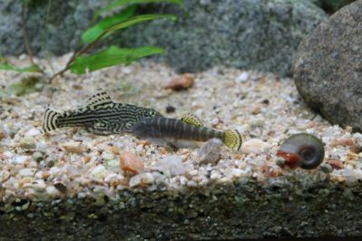 /images/product_images/info_images/fish/gastromizon-viriozus---gastromyzon-viriosus-_5.jpg