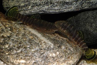 /images/product_images/info_images/fish/gastromizon-viriozus---gastromyzon-viriosus-_6.jpg