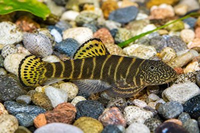 /images/product_images/info_images/fish/gastromizon-viriozus---gastromyzon-viriosus_1.jpg