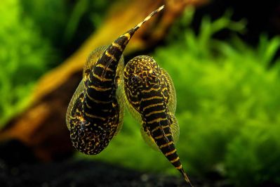 /images/product_images/info_images/fish/gastromizon-viriozus---gastromyzon-viriosus_3.jpg