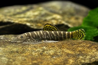 /images/product_images/info_images/fish/gastromizon-viriozus---gastromyzon-viriosus_5.jpg