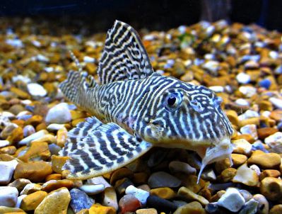 /images/product_images/info_images/fish/gipancistrus-l-066---hypancistrus-l-066_1.jpg