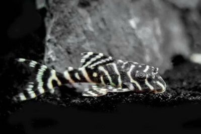 /images/product_images/info_images/fish/gipancistrus-l-066---hypancistrus-l-066_2.jpg